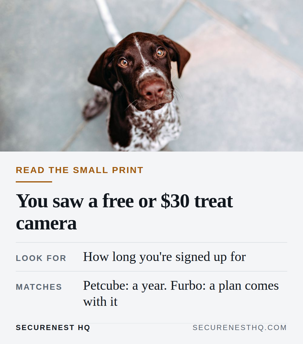 Cute German Shorthaired Pointer puppy looking up with curious eyes. Overlaid text reads “Read the small print. You saw a free or $30 treat camera. Look for: How long you're signed up for. Matches: Petcube: a year. Furbo: a plan comes with it.” — Secure Nest HQ