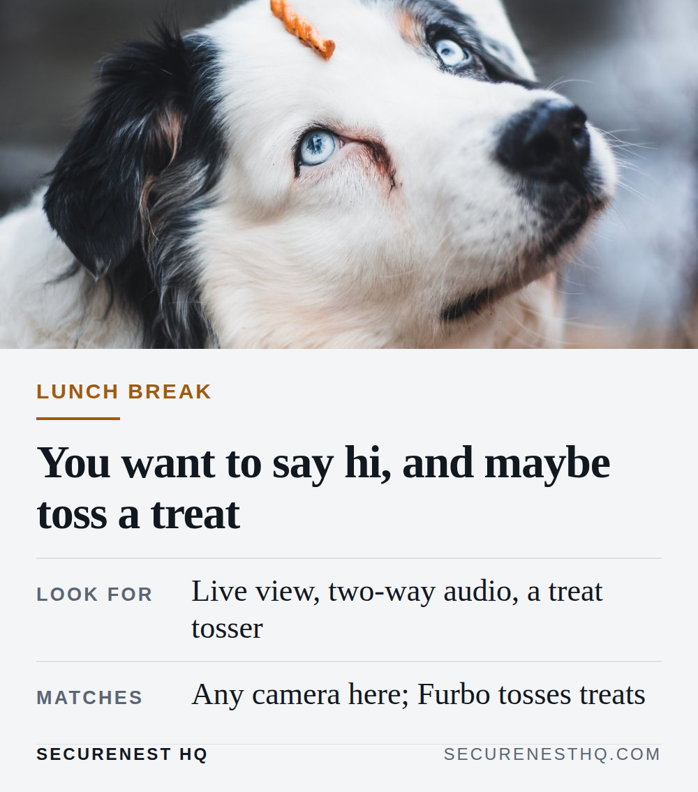 Close-up of an Australian Shepherd with a treat on its nose, showcasing its striking blue eyes. Overlaid text reads “Lunch break. You want to say hi, and maybe toss a treat. Look for: Live view, two-way audio, a treat tosser. Matches: Any camera here; Furbo tosses treats.” — Secure Nest HQ