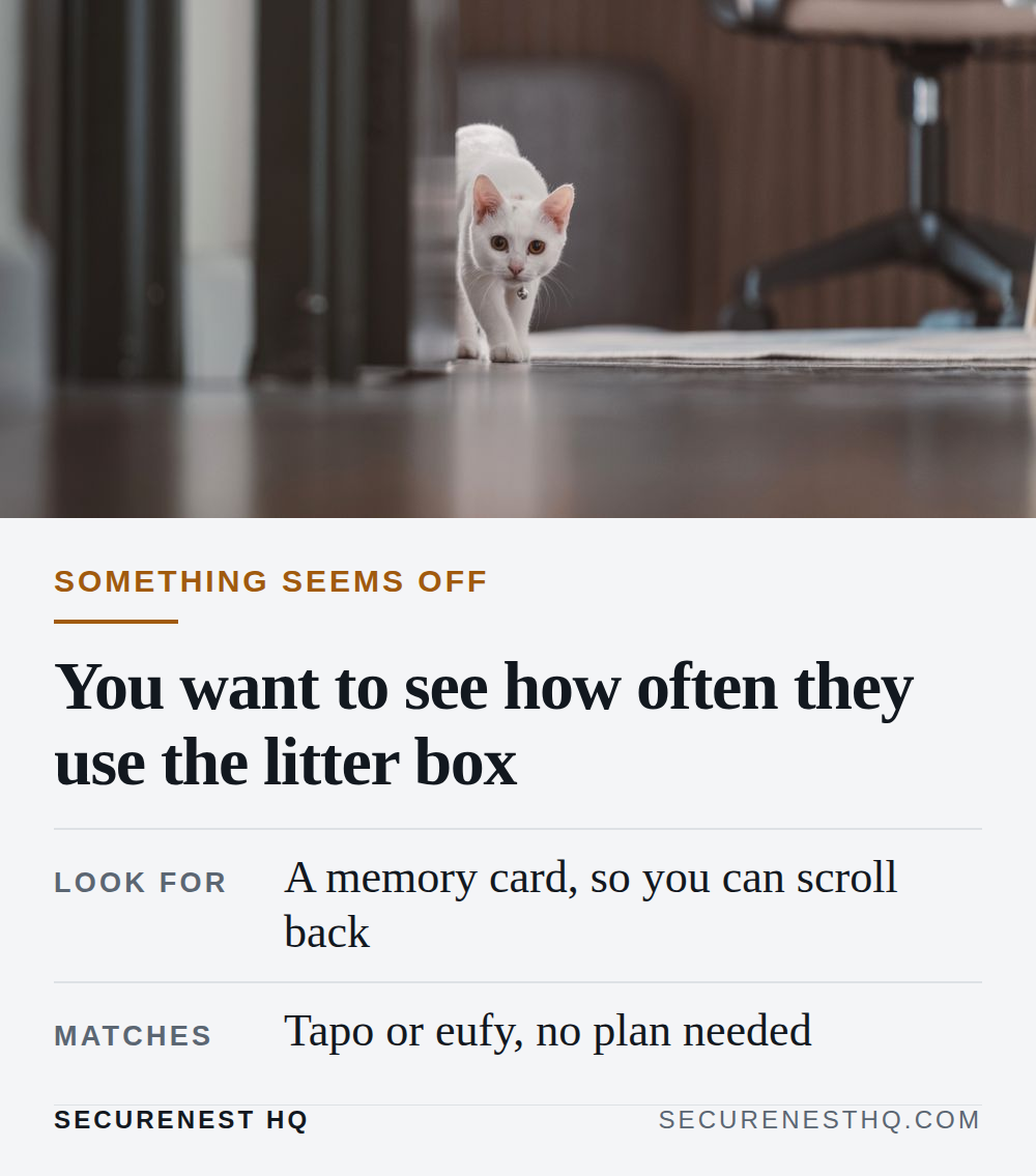 A white kitten curiously walks through a hallway with soft natural light and a low angle perspective. Overlaid text reads “Something seems off. You want to see how often they use the litter box. Look for: A memory card, so you can scroll back. Matches: Tapo or eufy, no plan needed.” — Secure Nest HQ