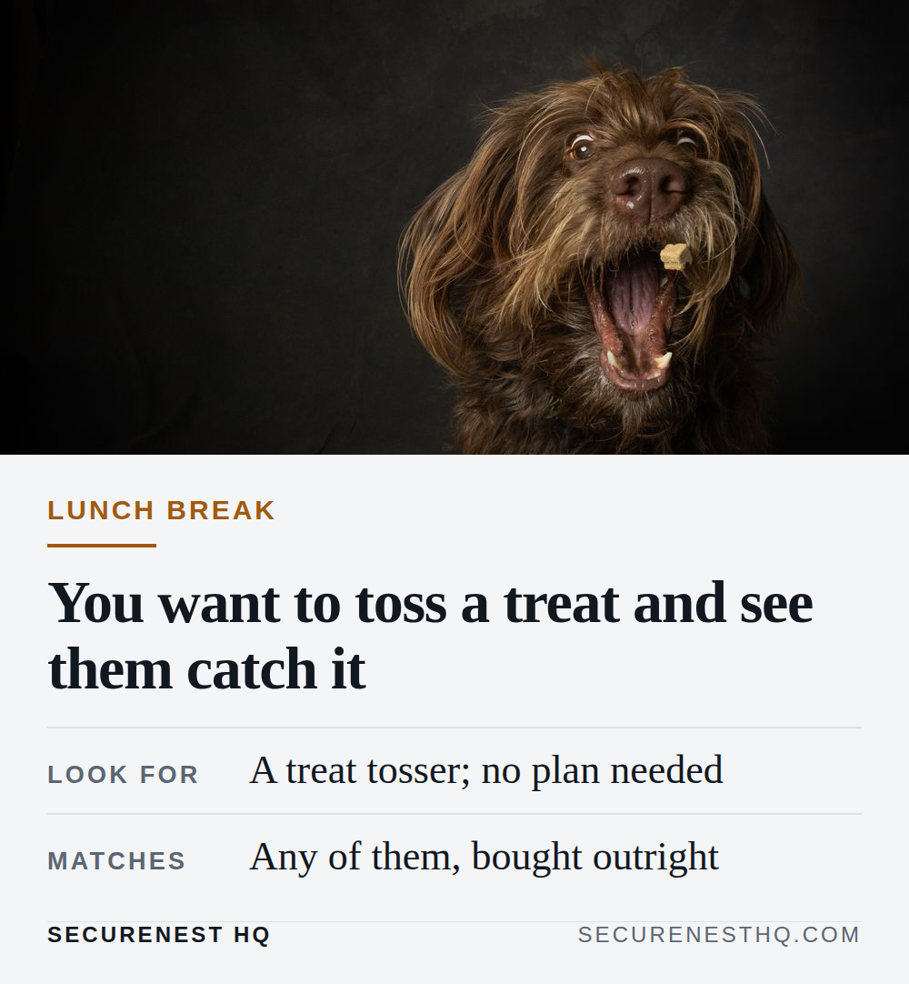 A shaggy brown terrier catching a treat in a darkly lit studio setting. Overlaid text reads “Lunch break. You want to toss a treat and see them catch it. Look for: A treat tosser; no plan needed. Matches: Any of them, bought outright.” — Secure Nest HQ
