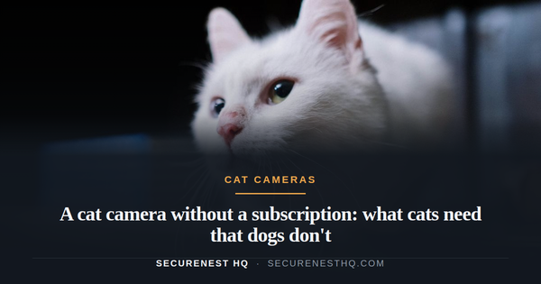 Charming close-up of a curious white cat with heterochromatic eyes exploring indoors. Overlaid text reads “A cat camera without a subscription: what cats need that dogs don't” — Secure Nest H
